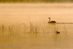 Trumpeter Swan And American Coot On Lake Sammamish